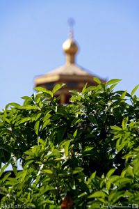 درخت نارنج در حرم مطهر شاه‌چراغ علیه‌السلام بهار نارنج