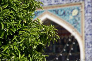 درخت نارنج در حرم شاه‌چراغ بهار نارنج