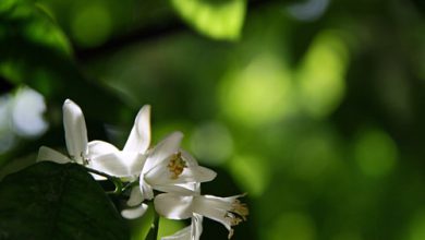 بهار نارنج بهار نارنج