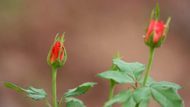 غنچه برگ, رز, ساقه, طبیعت, غنچه, گل, گل رز, گل سرخ غنچه برگ, رز, ساقه, طبیعت, غنچه, گل, گل رز, گل سرخ