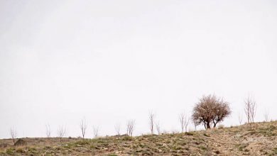 تنهای سرافراز درخت, طبیعت, کوه, گیاه