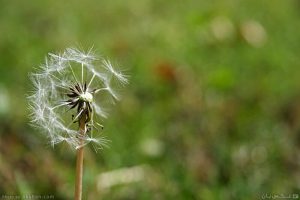 قاصدک قاصدک