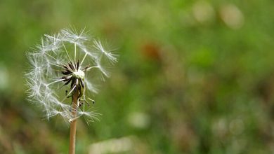 قاصدک بهار, چمن, دشت, سبز, سبزه, طبیعت, علف, علفزار, قاصدک, گل, گیاه قاصدک بهار, چمن, دشت, سبز, سبزه, طبیعت, علف, علفزار, قاصدک, گل, گیاه