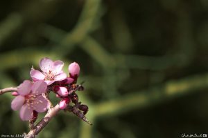 ناز بهاری ناز بهاری