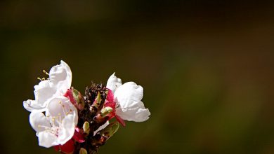 رخت نو بهار, سفید, شکوفه, طبیعت, گل