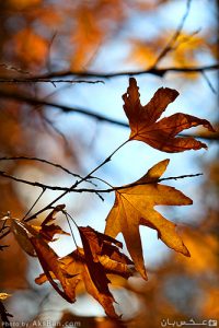 گزارش تصویری طبیعت پاییزی شیراز طبیعت پاییزی شیراز