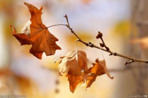 آذین پاییزی آذین پاییزی