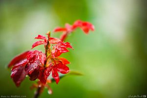 طراوت طراوت