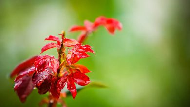 طراوت برگ طراوت برگ