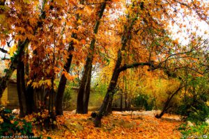 شکوه پاییزی شکوه پاییزی