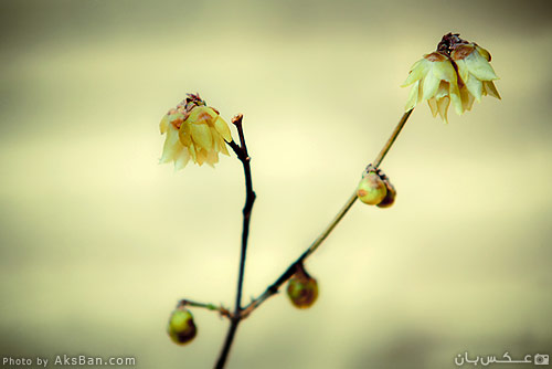 همپای زمستان گل یخ