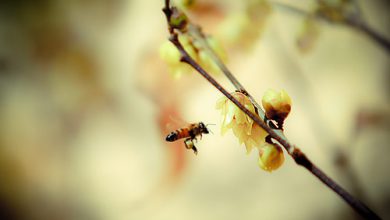 همپای زمستان همپای زمستان