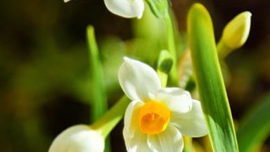 نرگس شیراز برگ نرگس شیراز برگ