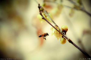 هم‌پای زمستان هم‌پای زمستان