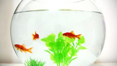 ماهی گلی آب, بلور, تنگ, تنگ ماهی, سفره هفت سین, سفید, شیشه, عید نوروز, قرمز, ماهی, ماهی عید, ماهی گلی, نوروز, هفت سین ماهی گلی آب, بلور, تنگ, تنگ ماهی, سفره هفت سین, سفید, شیشه, عید نوروز, قرمز, ماهی, ماهی عید, ماهی گلی, نوروز, هفت سین