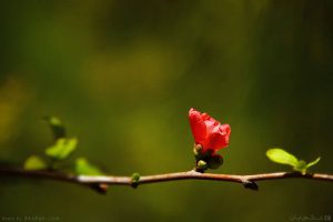 سرخ بهاری سرخ بهاری