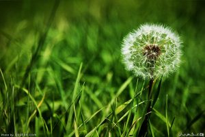 به آرزوهایم فوت کن به آرزوهایم فوت کن