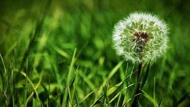 به آرزوهایم فوت کن بهار, چمن, دشت, ساقه, سبز, سبزه, طبیعت, علف, علفزار, قاصدک, گیاه به آرزوهایم فوت کن بهار, چمن, دشت, ساقه, سبز, سبزه, طبیعت, علف, علفزار, قاصدک, گیاه