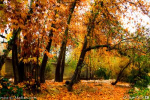 IMG_4564-e پاییز ِ هفت‌رنگ می‌آید