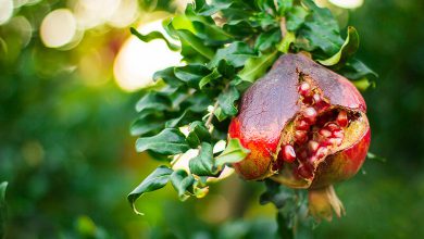 انار انار, ترش, خوردنی, درخت, درخت انار, سبز, سرخ, شاخه, شیرین, قرمز, میخوش, میوه, میوه شب یلدا